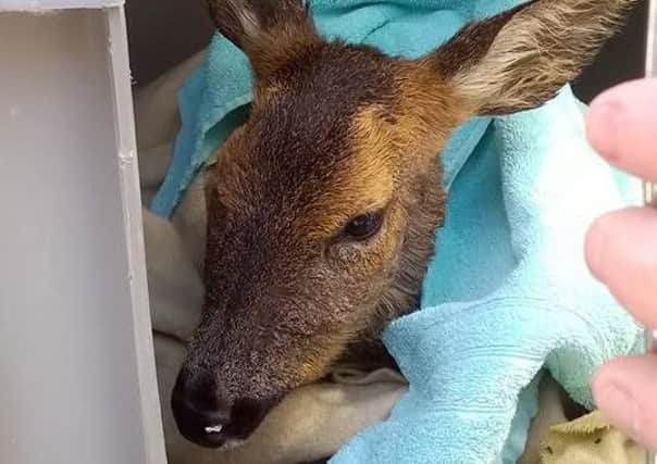 The rescued deer