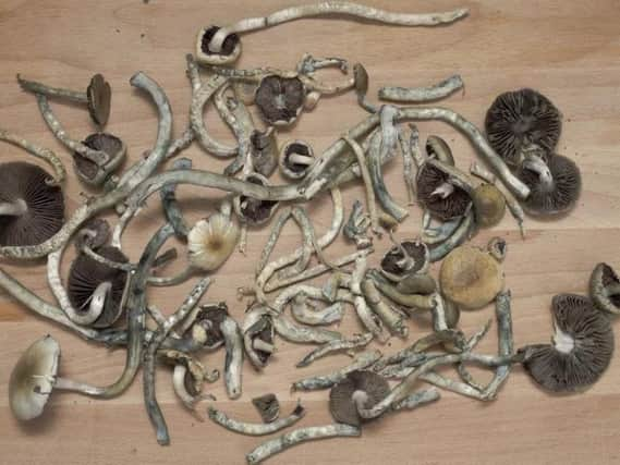 The hallucinogenic compound psilocybin is found in magic mushrooms