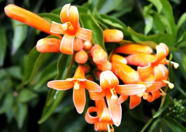 TOTALLY TROPICAL: The magnificent flame vine, Pyrostegia venusta.