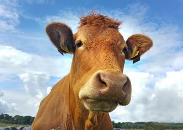 Farming is increasingly viewed positively by the public in Yorkshire, according to the OnePoll survey commissioned by the National Farmers' Union.   Picture: Jane Coltman.