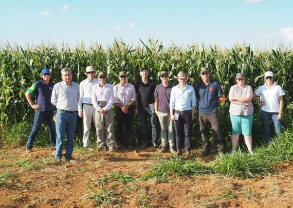 In front of maize, grown on a farm in Brazil.