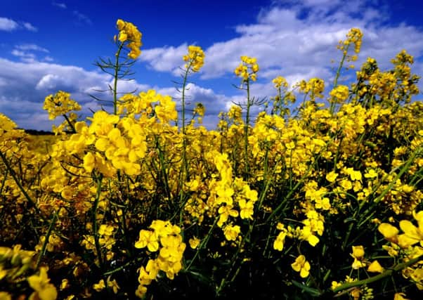 Emergency applications to use neonicotinoids to protect oilseed rape crops from cabbage stem flea beetle has been turned down by the Government.