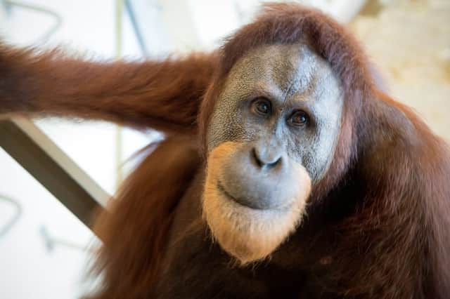 Rocky the orangutan mimicked the pitch and tone of human sounds and made vowel-like calls while researchers conducted a game.