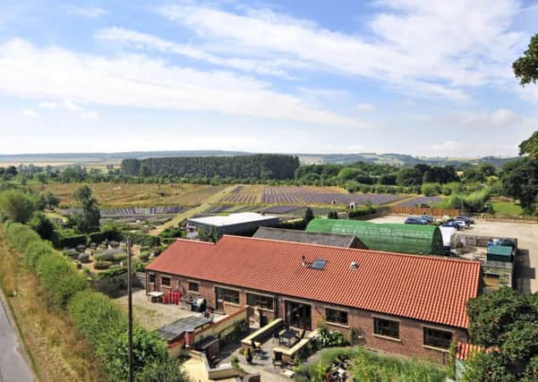 Wolds Way Lavender farm