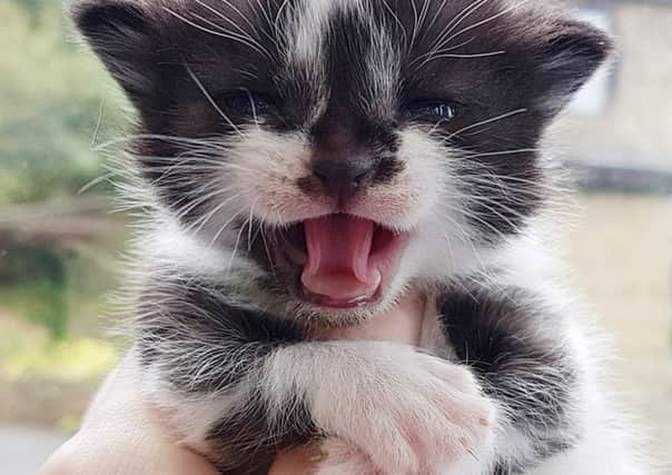 Mia the rescue kitten was born with huge paws