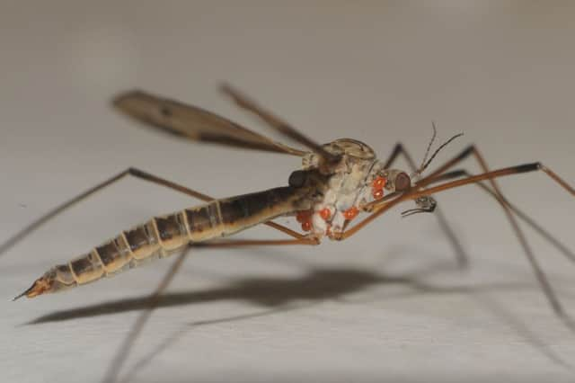 Billions of daddy longlegs are set to hatch out this autumn in a "boom of food" for wildlife