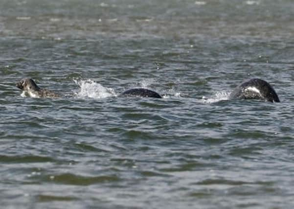 Amateur photographer Ian Bremner stumbled instead across the remarkable sight of what appears to be Nessie swimming in the calm waters of Loch Ness. Picture: SWNS