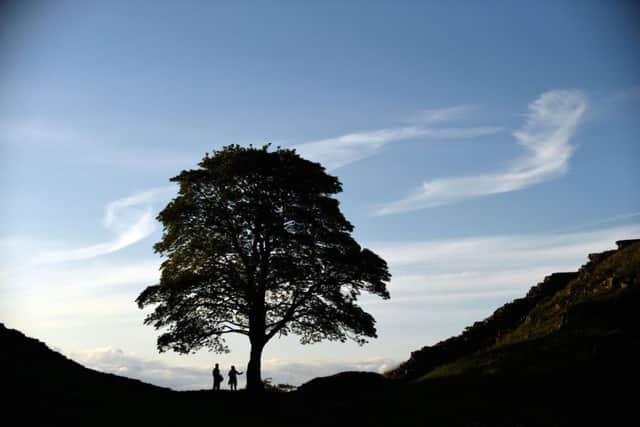 A sycamore which starred in Robin Hood: Prince Of Thieves, which has been shortlisted for the "tree of the year".