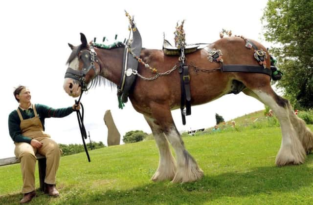 Big Lad with Manor Lodge farm ranger Ethel Worthington. Picture: Ross Parry Agency