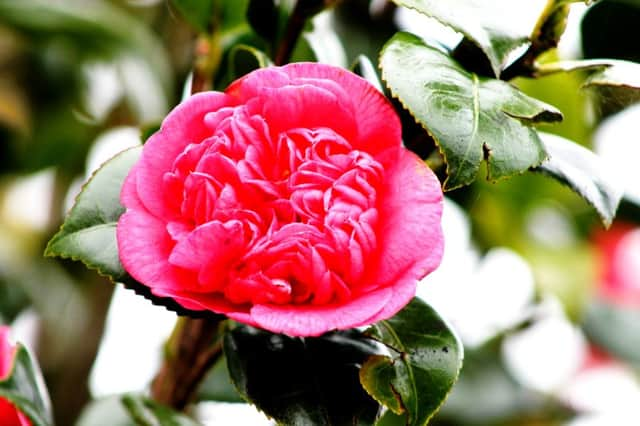 Camellia