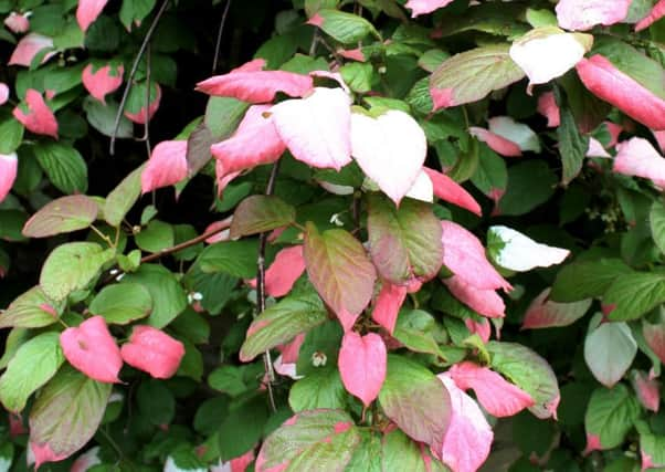 Actinidia