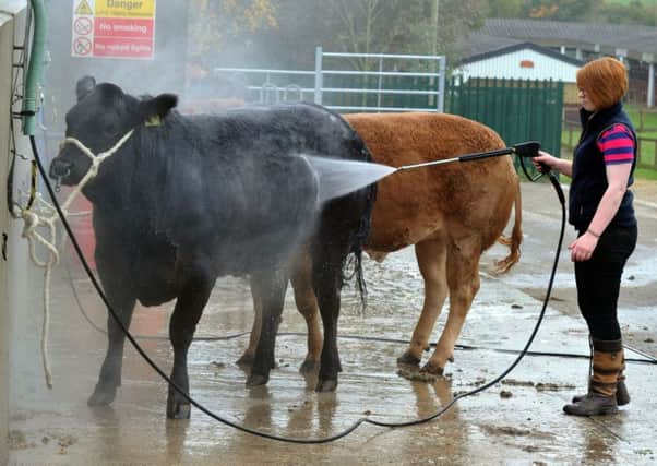 Cattle are powerwashed in preparation for this weekend's Countryside Live at the Great Yorkshire Showground in Harrogate.  Pictures: Gary Longbottom.