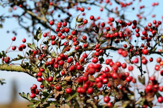 Hawthorn berries