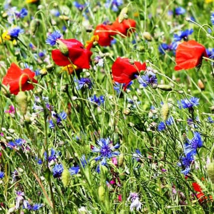 CAPTION: SEEING RED: Poppies are still blooming.