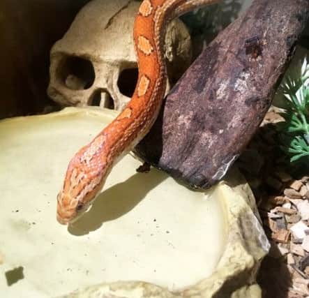 Jack Wellington has been reunited with pet snake, Keith, after it slithered out of a couple's newly-purchased car.  Picture: Ross Parry Agency