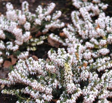 WINTER WONDER; Erica carnea Whitehall loves the British winter.