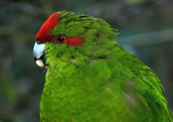 A kakariki parakeet.