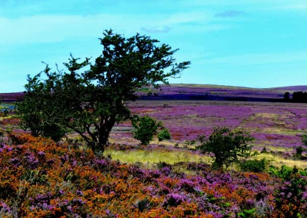 The whole of the Cleveland Way is now documented online in glorious 360 degree views.