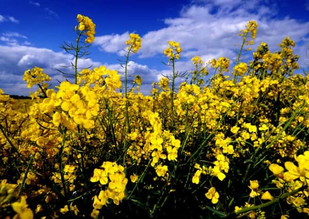 A crop of oilseed rape.  Picture: James Hardisty.