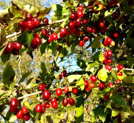 BERRY BONUS: Cornus mas follows flowers with fruit.