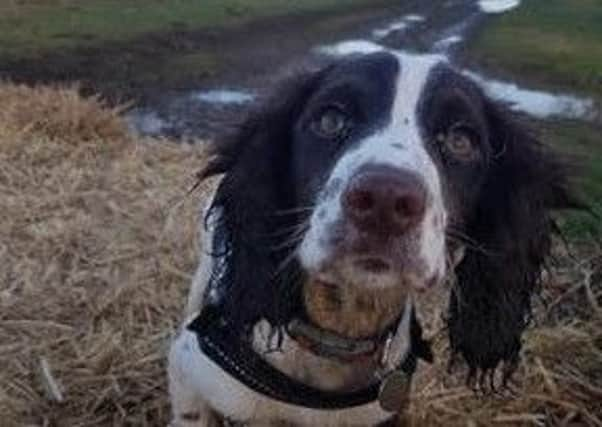 Ena, a Cocker Spaniel puppy, was stolen in Leeds at the weekend.