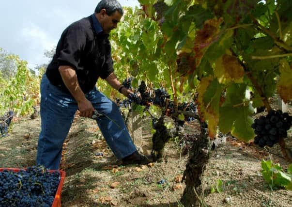 Harvest time in Sardinia.