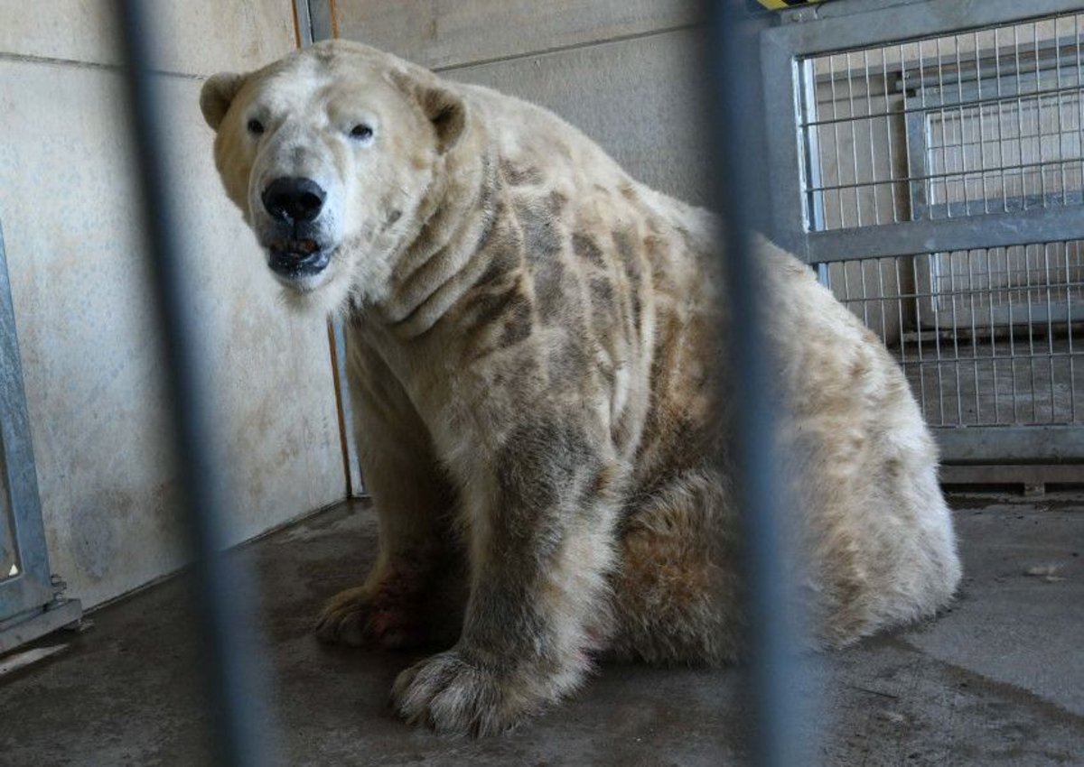 Getting naked makes you happier... just ask a Yorkshire polar bear