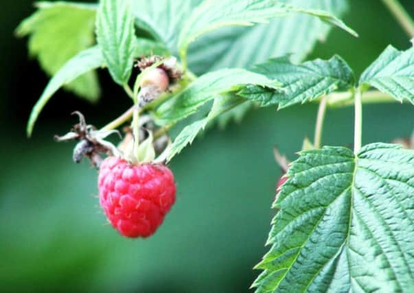 FRUITFUL: Raspberries are well worth the effort.