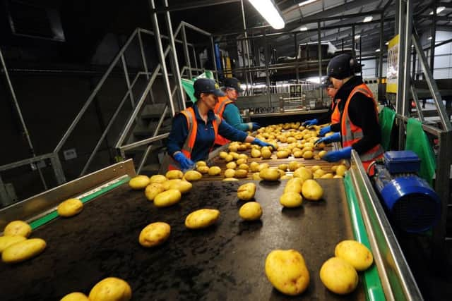 Cockerills Potatoes, Dunnington, York.