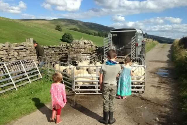 A parade of 200 ewes has been led from from the top of Askrigg in the Yorkshire Dales to lamb in a field below. Picture: Ross Parry Agency