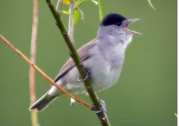 A male blackcap finds its voice.