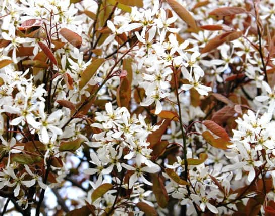 Amelanchier