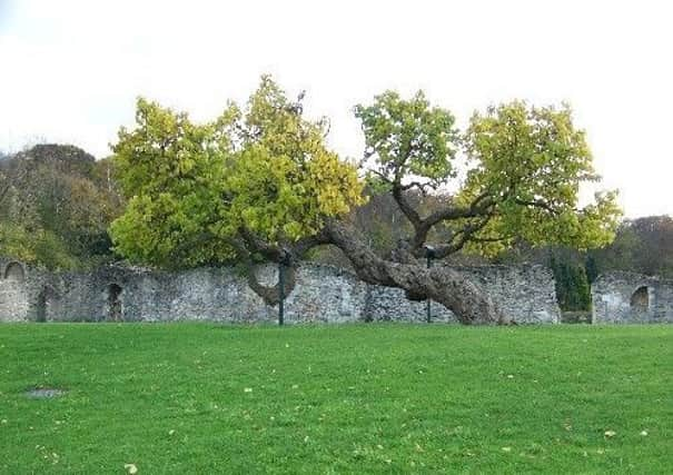 The mulberry tree needs time and respect before it will eventually bear fruit.