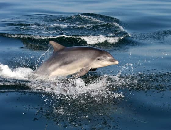 Whale watching off the East Coast, bottle nose dolphin.