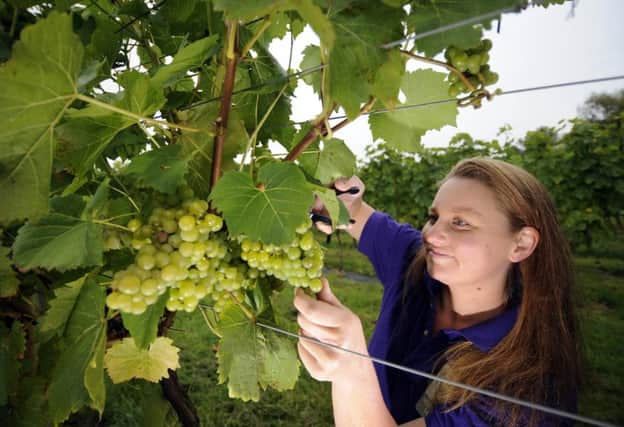 Yorkshire Heart Vineyard, Nun Monkton, near York. Georgina Spakouskas pictured in the Vinyard. Picture by Simon Hulme