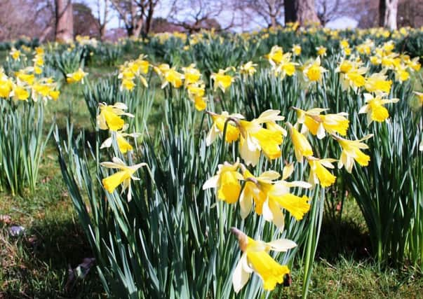 SPRING SHOW: Leave daffodil leaves alone for six weeks after the flowers die off.