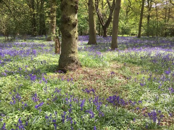 Bluebells