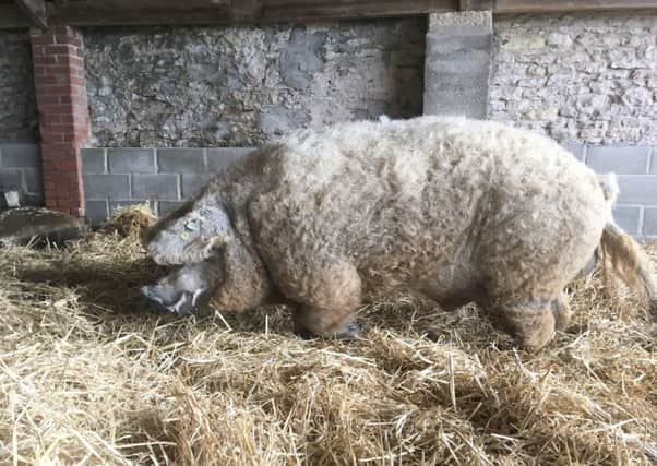 The Mangalitza is covered in thick, curly blond hair.