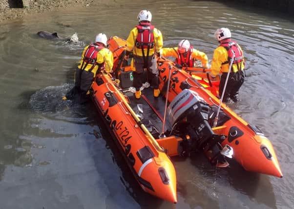 An RNLI crew came to the rescue of the stranded sea mammal in Scarborough's inner harbour yesterday. Pictures courtesy of RNLI/Will Cammish.