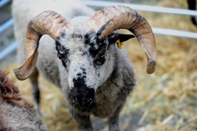 Skipton Sheep Day attracted thousands of visitors.  Pictures by Simon Hulme.