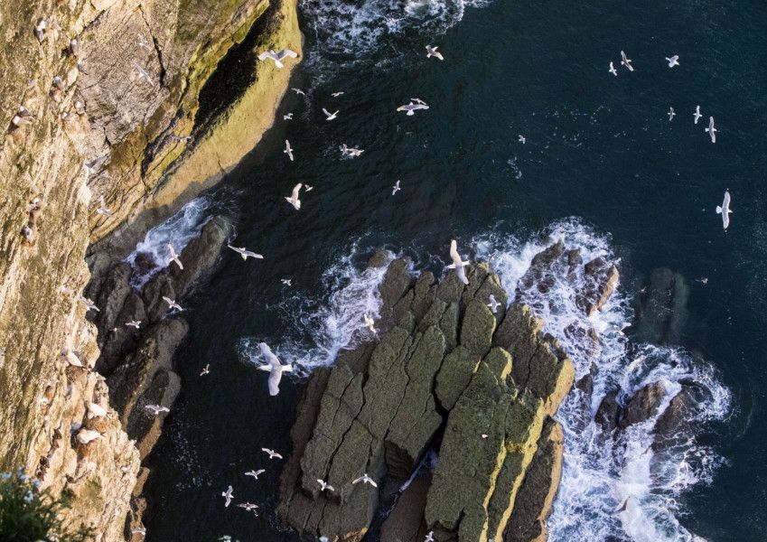 Huge Yorkshire Seabird Colony Is Looking At Its Very Best