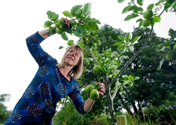 Committee member Anna Airaksinen checking the condition of the apples in the orchard. PIC: James Hardisty