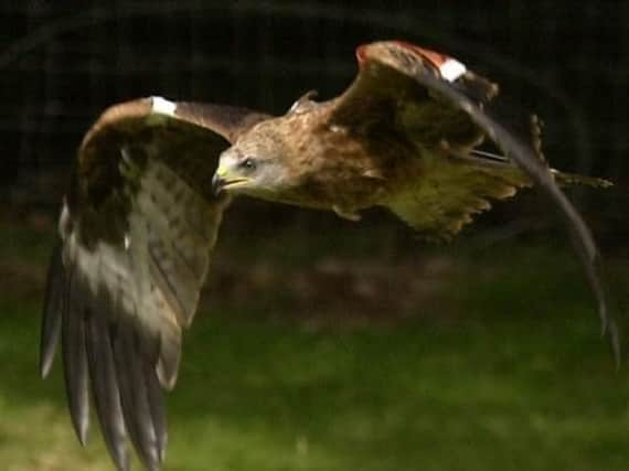 A Red Kite.