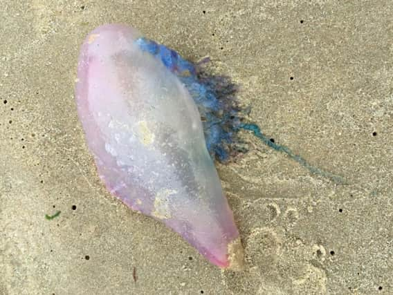 Is this a Portuguese Man o War?