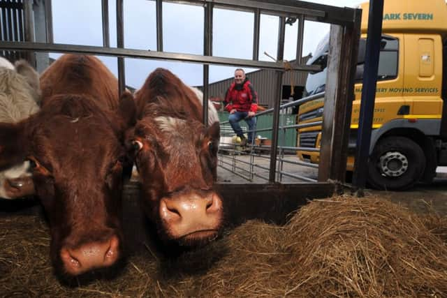 Mark Severn with his shorthorn cattle. Picture Tony Johnson.