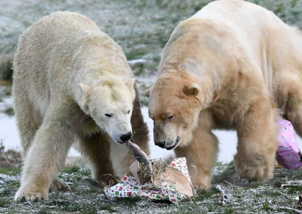 Polar Bears at Yorkshire Wildlife Park