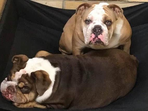 The Bulldogs were taken during a burglary.