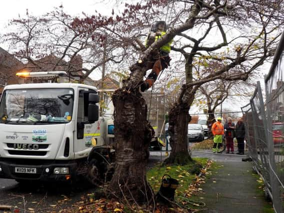 The protests to save trees have become increasingly violent.