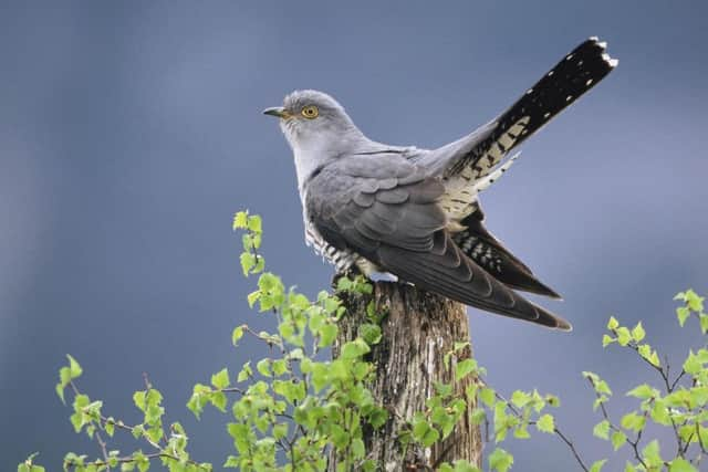 EMBARGOED TO 0001 THURSDAY MAY 28. Undated RSPB handout photo of a cuckoo. The cuckoo has been added to the 'red list' of the UK's most threatened birds. PRESS ASSOCIATION Photo. Issue date: Wednesday May 27, 2009. The latest assessment of the status of the UK's regularly occurring birds shows that more than one in five species are now red-listed because of concerns over their survival. See PA story ENVIRONMENT Birds. Photo credit should read: Mark Hamblin/RSPB/PA Wire