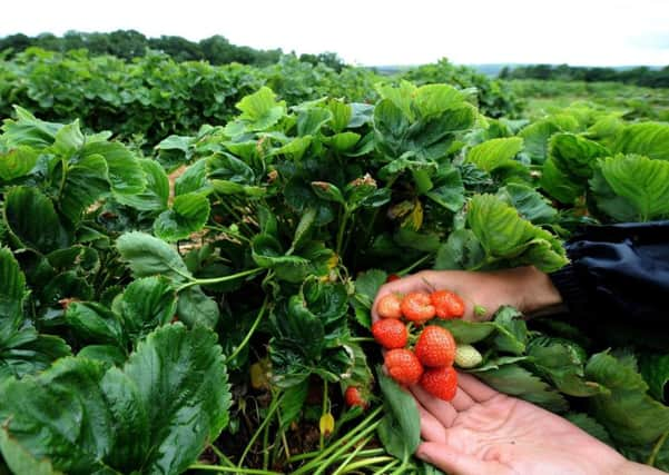 Farmers and food producers are demanding more clarity from the Government over Brexit. Picture: PA